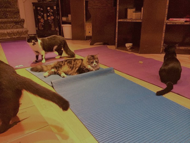multi cat yoga mats 1024x1024Lady Dinahs