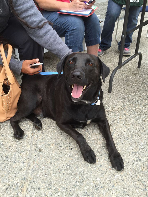 Black Lab