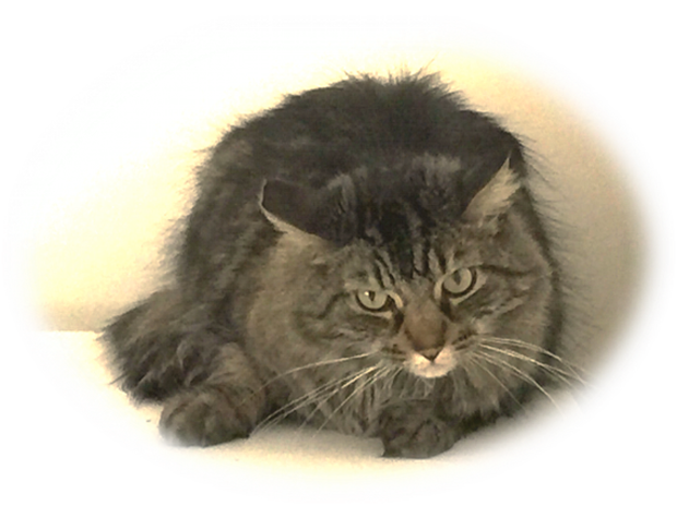 Horace