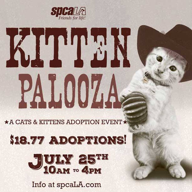 Kittenpalooza