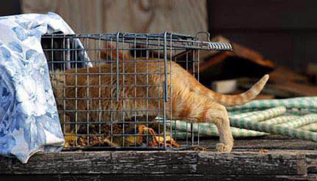 Pet Trap