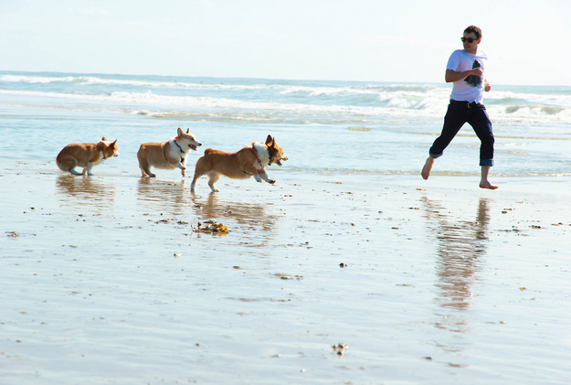 corgi-beach
