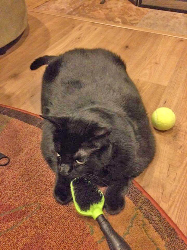 favorite brush and a tennis ball to put my size in perspective