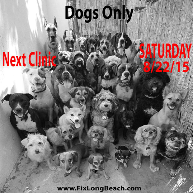 Dog Spay Neuter