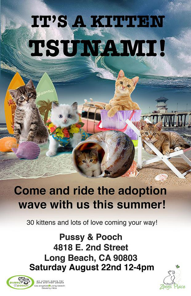 Kitten tsunami