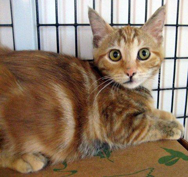 kitten-zinfandel 2008 4