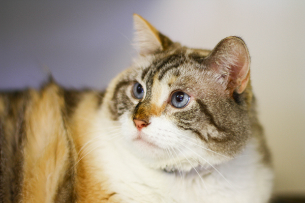 Cloris A554098