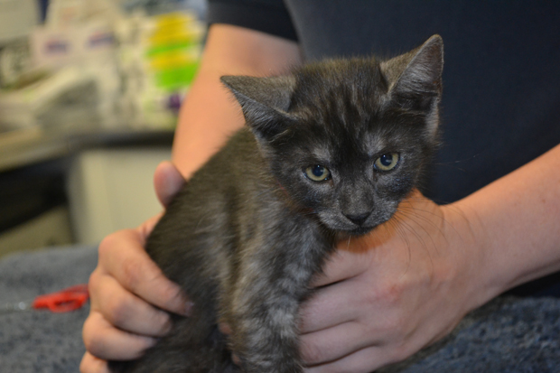 Dahlia A555408