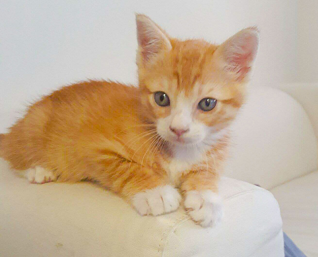 Finnegan A556004