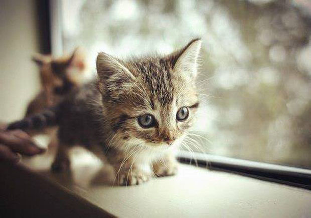 Kitty Hall