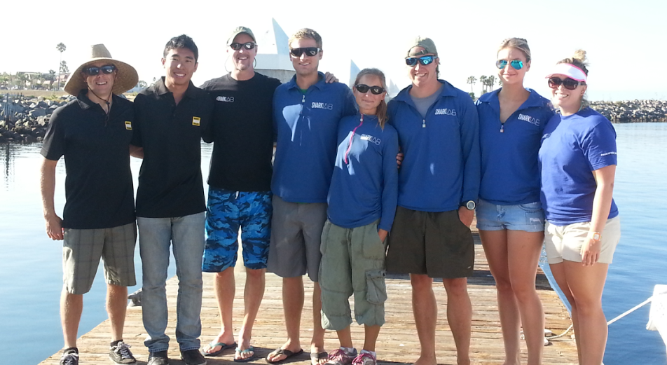 sharks2