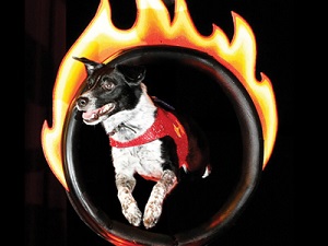 10StuntDogs