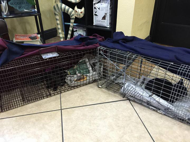 Cat traps