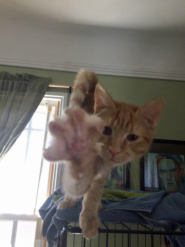 Rockwell is always reaching out for a new home