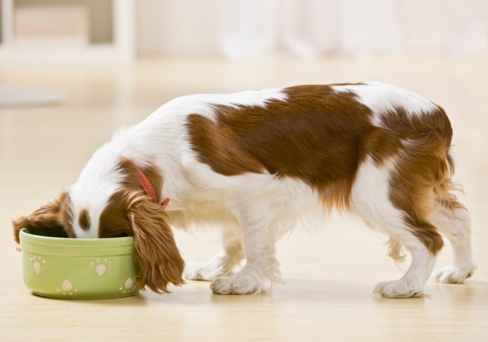 dog-food