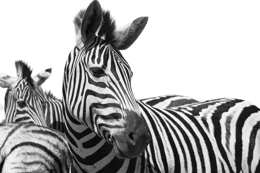 zebra