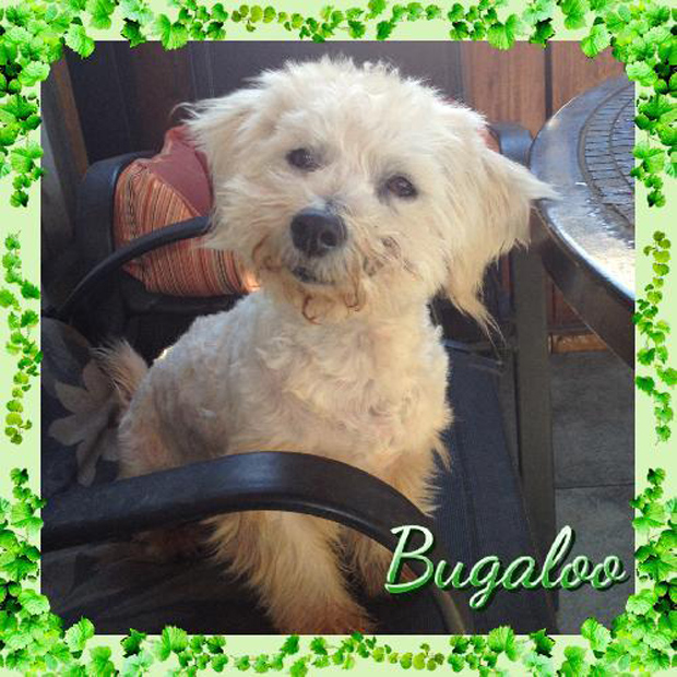 Bugaloo