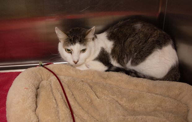 Elderly Cat