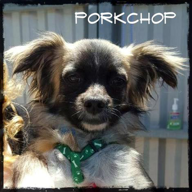 Porkchop