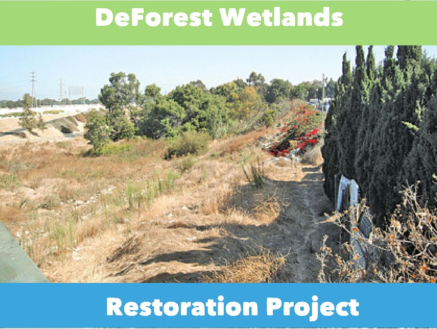 deforestwetlands