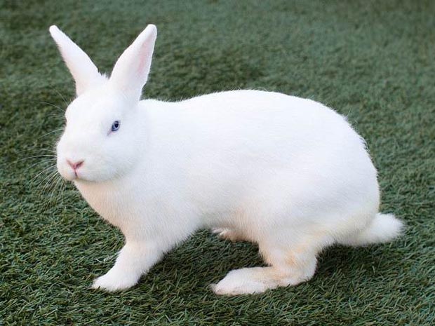 CAdbury
