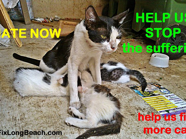 Cat Clinic