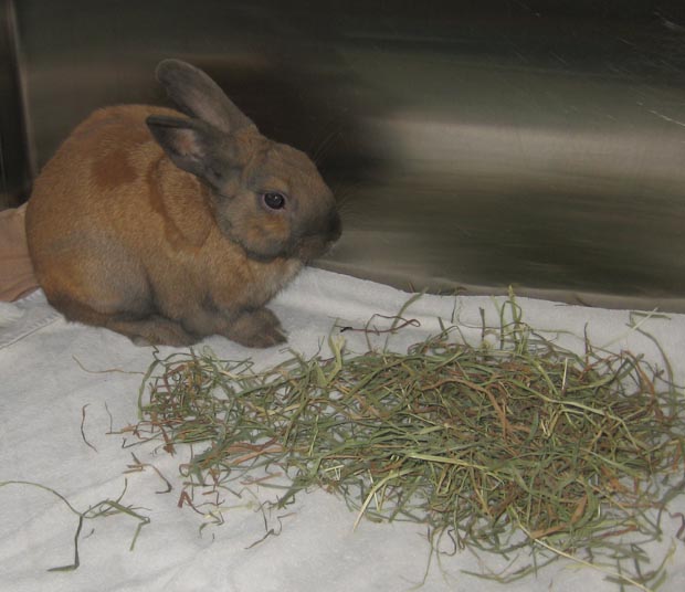 Hay