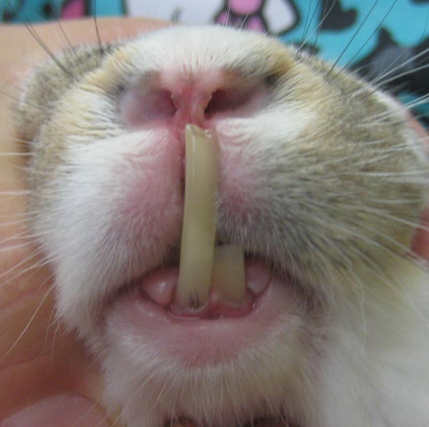 Incisors1