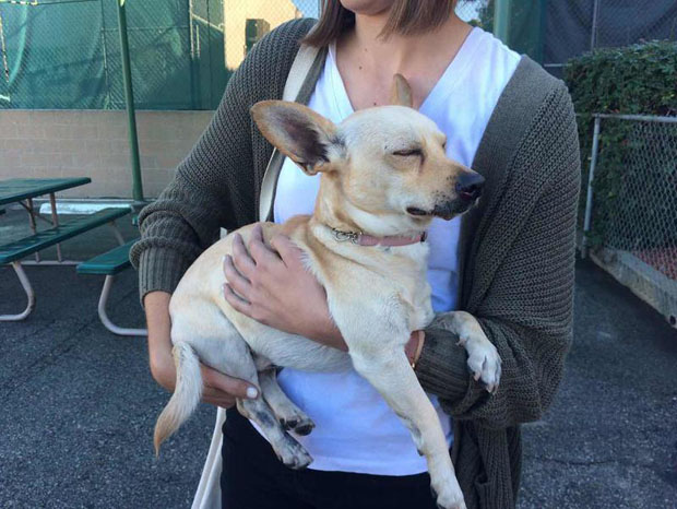 Injured dog