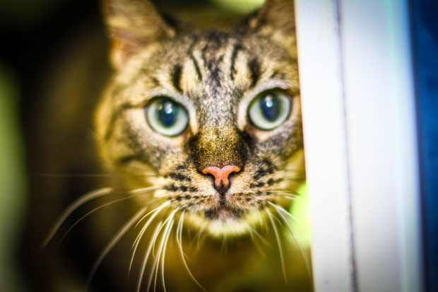 Jasmine Dec. 17  Pet of the Week