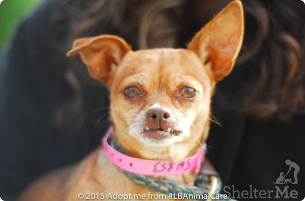 Jules Dec. 10 Pet of the Week
