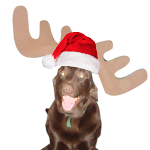moose-dog