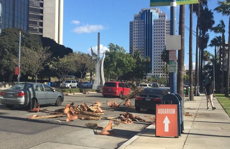 passerby reacts to falling branches
