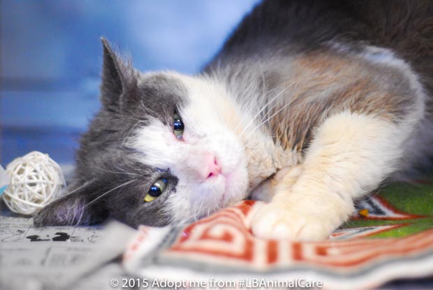 Antonio January 7 Pet of the WeekLBPost