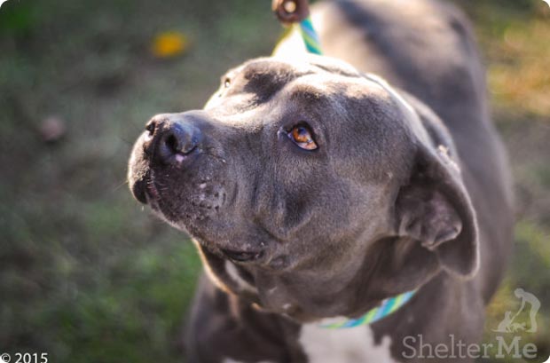 Tina January 14 Pet of the Week