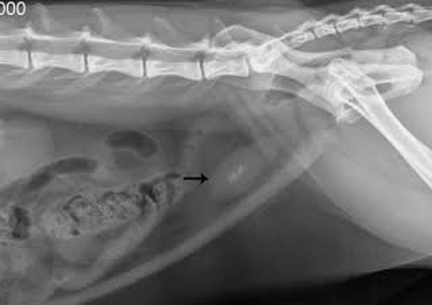 Bladder sontes in cat