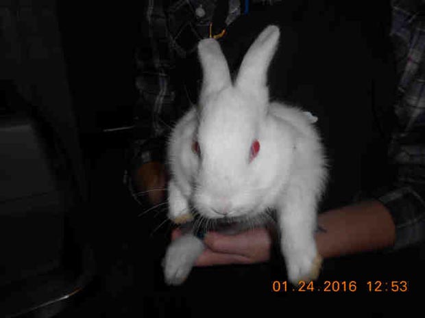 Brie the bunny