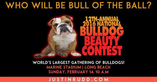 Bulldog