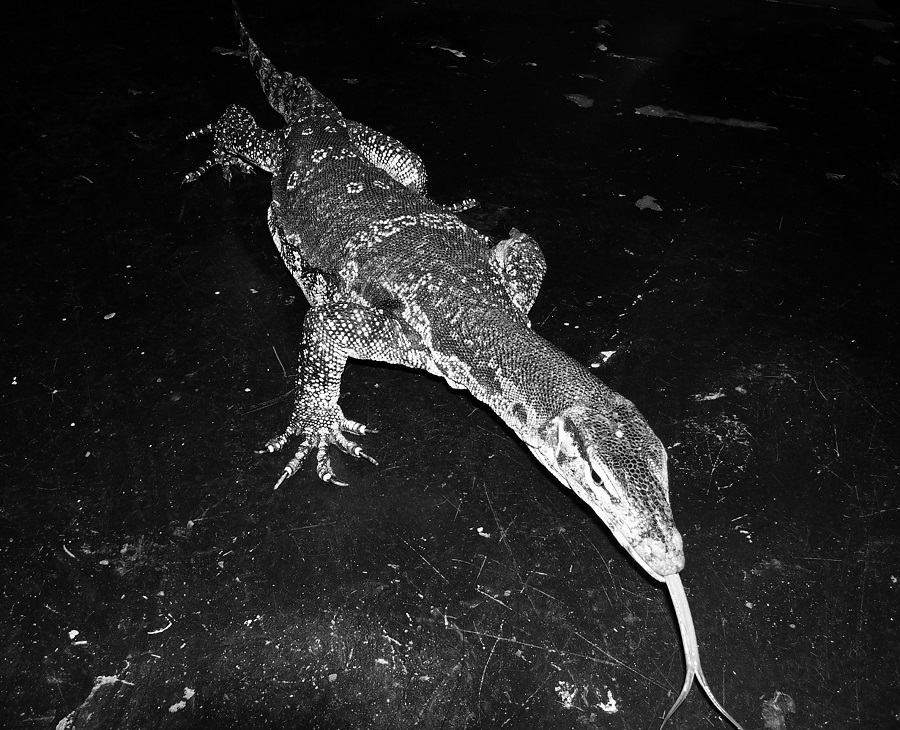 Reptile02
