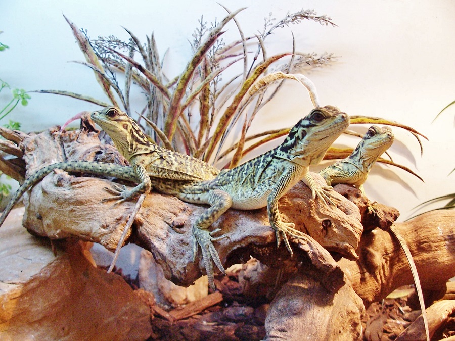 Reptile03
