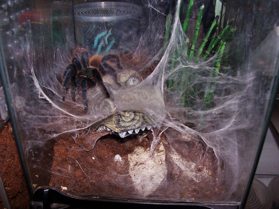 Reptile04