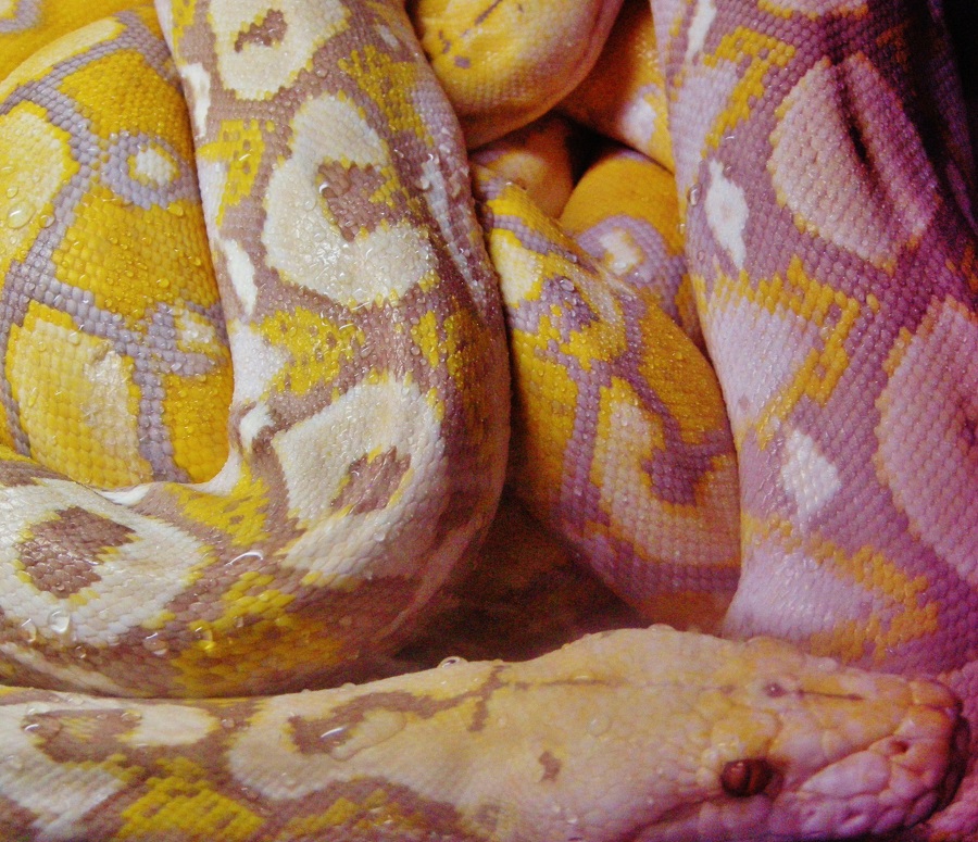 Reptile05