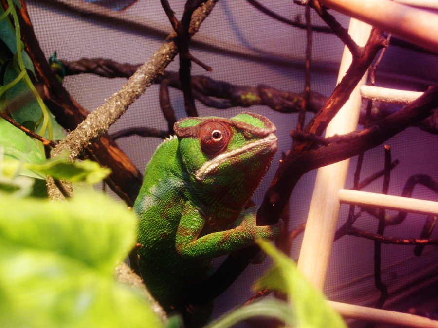 Reptile06