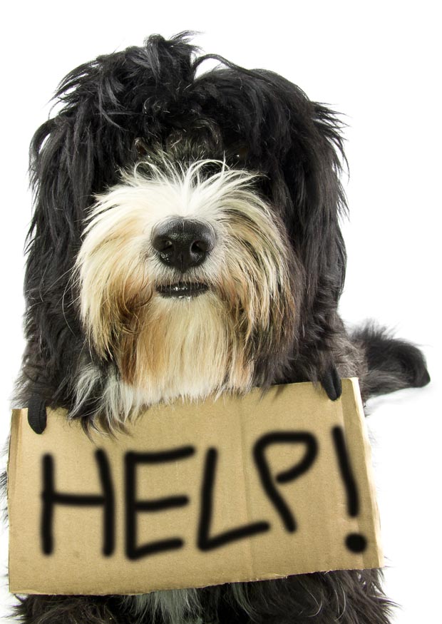 dog-help