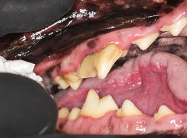teeth