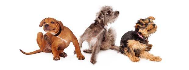 A Dogs Life PHoto