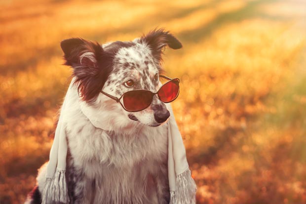 Aussie Shepherd