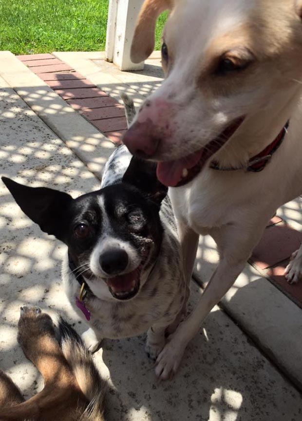 Milo and Scout