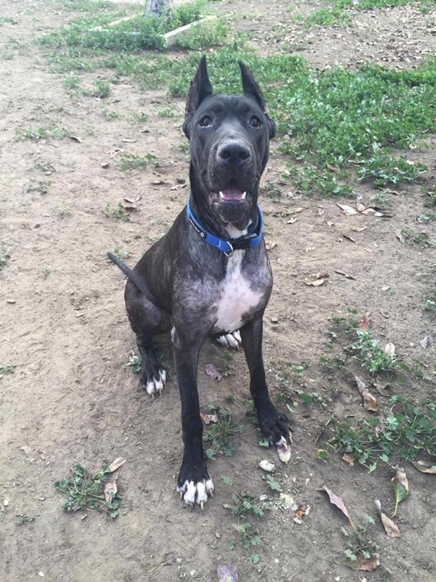 Nova