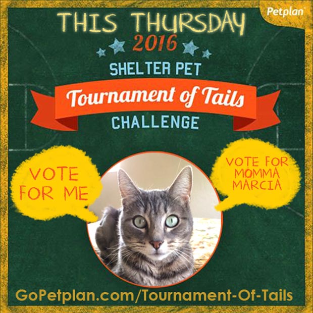 Tournament of Tails